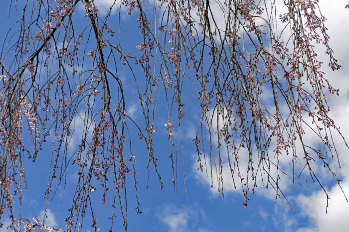 秋田県仙北市角館　「武家屋敷と桜」_d0106628_08261070.jpg