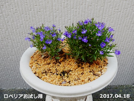 ロベリアの花”生体実験”？_e0033229_13495029.jpg