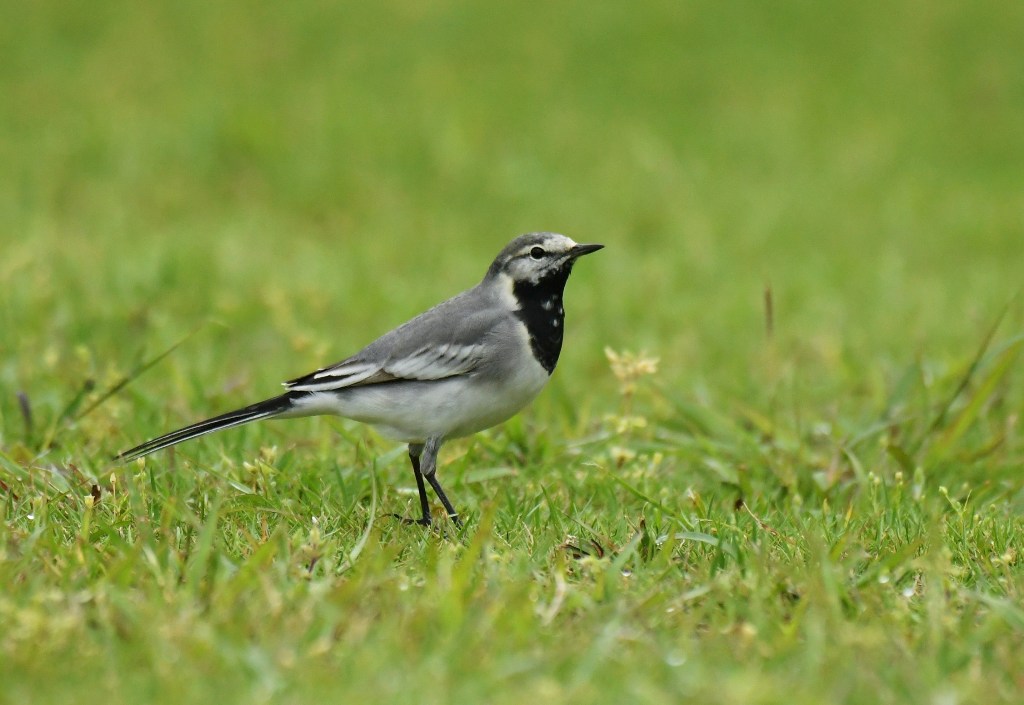 White Wagtail (M.a.ocularis)_f0350530_1343334.jpg