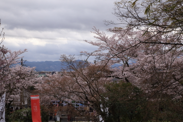 １７年桜紀行１１．京都編・哲学の道その１_f0229832_08361580.jpg