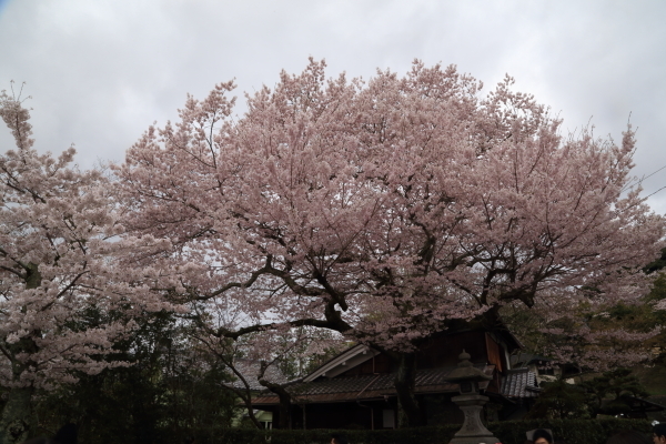 １７年桜紀行１１．京都編・哲学の道その１_f0229832_08384576.jpg