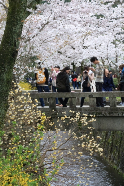 １７年桜紀行１１．京都編・哲学の道その１_f0229832_08411526.jpg