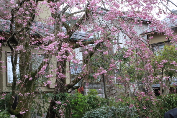 １７年桜紀行１１．京都編・哲学の道その２_f0229832_08422091.jpg