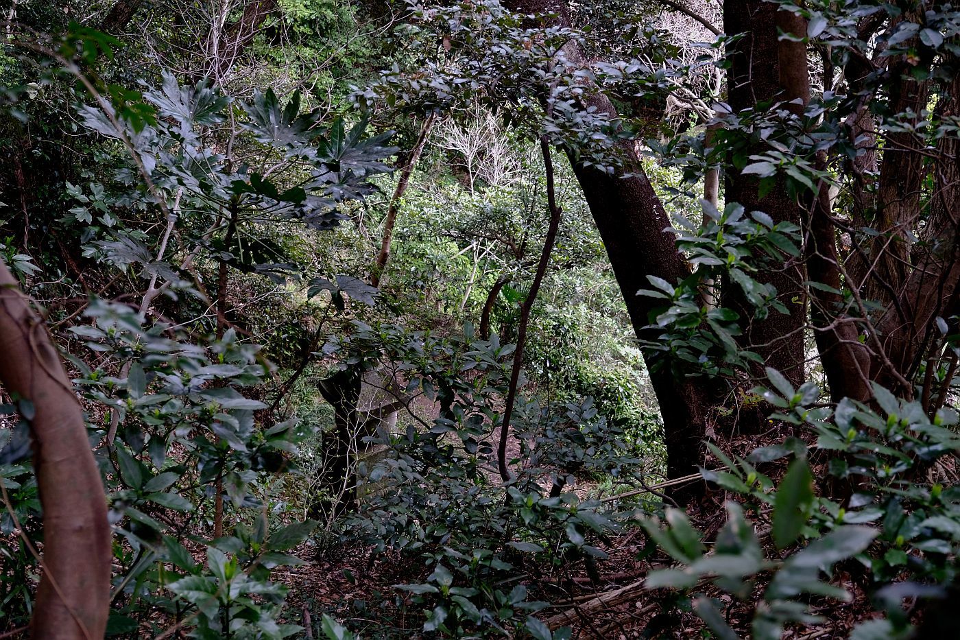 b0212342_11531092.jpg