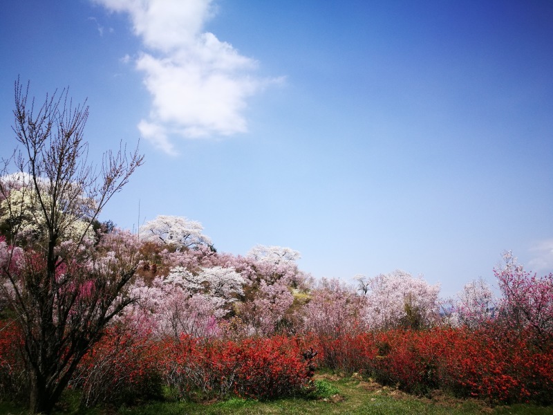 百花繚乱の花見山２　＠福島県福島市_f0048546_06144972.jpg