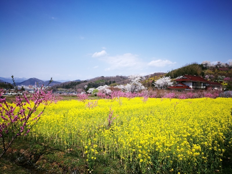 百花繚乱の花見山２　＠福島県福島市_f0048546_06145557.jpg