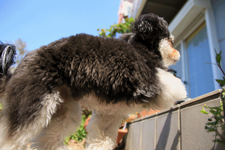 c0145250_10450790.gif