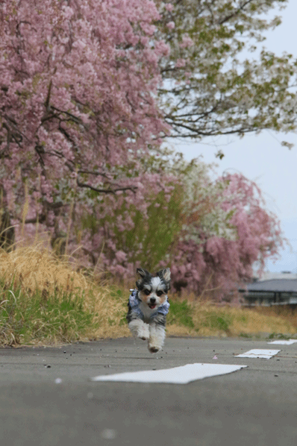 c0145250_10592964.gif