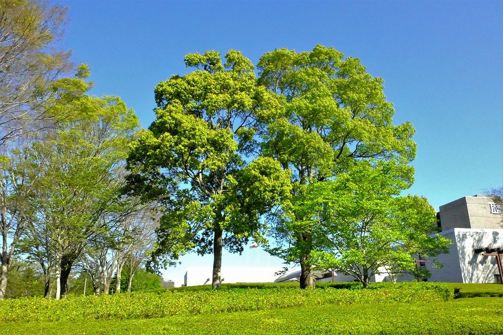 公園で、花が次々に咲き出して_b0236251_11052336.jpg