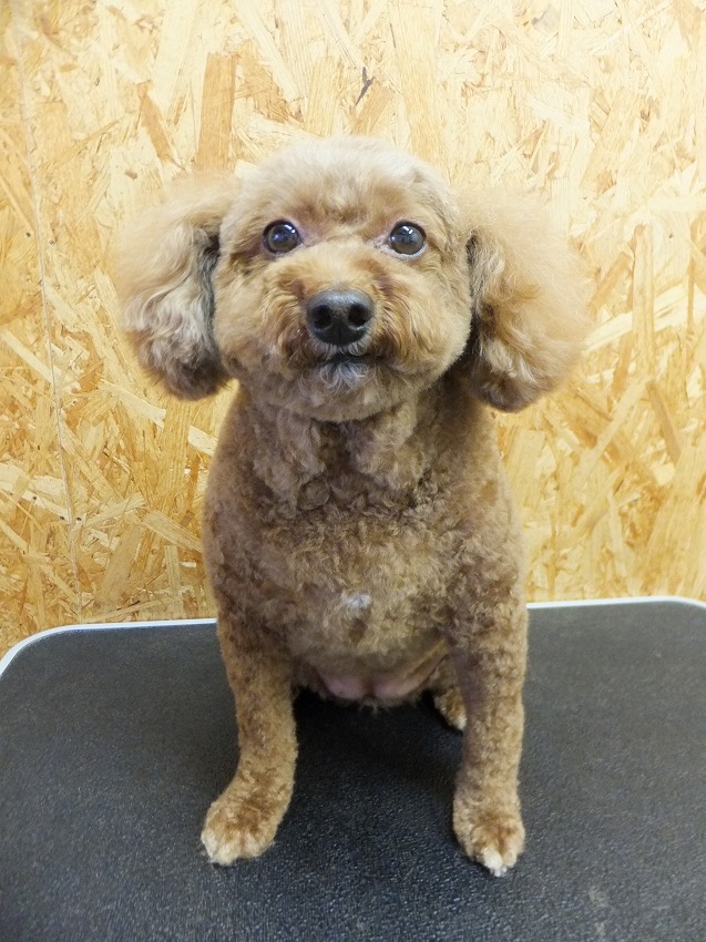 ヘアカタログ トイプードル ｄｏｇ ｓｉｇｎスタッフ日記
