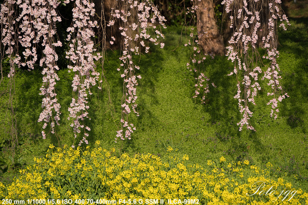 合戦場の桜　二本松市岩代町・・・_f0169053_19070294.jpg