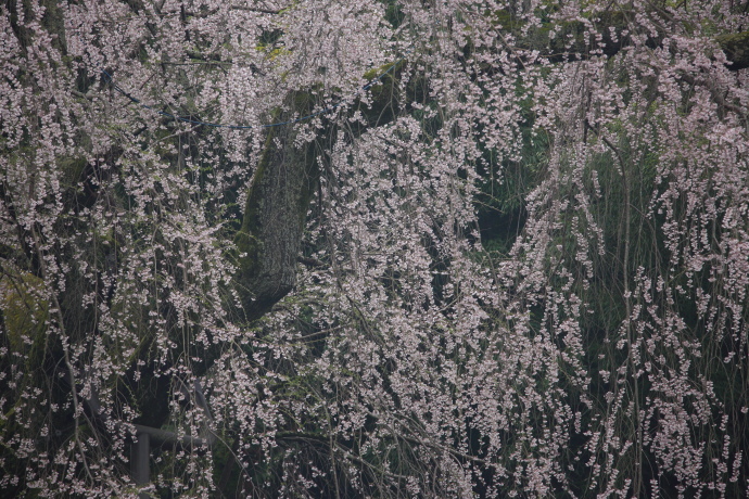 八講桜 2017_a0176855_00580203.jpg