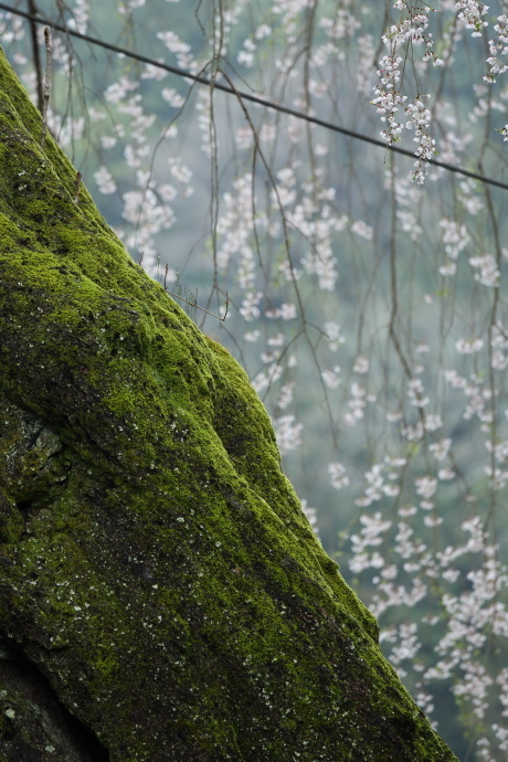 八講桜 2017_a0176855_01024139.jpg