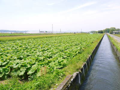 有機栽培の水田ごぼう 先行予約受付スタート!平成29年5月10日(火)より発送します!!_a0254656_18112733.jpg
