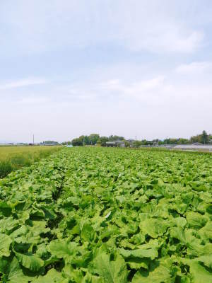 有機栽培の水田ごぼう 先行予約受付スタート!平成29年5月10日(火)より発送します!!_a0254656_18173497.jpg