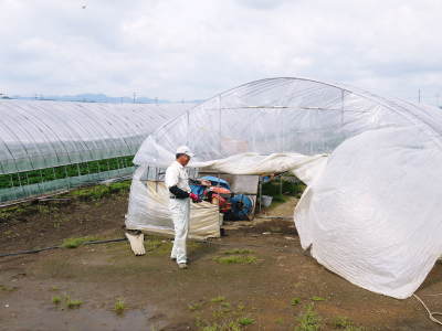 有機栽培の水田ごぼう 先行予約受付スタート!平成29年5月10日(火)より発送します!!_a0254656_18314416.jpg