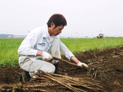 有機栽培の水田ごぼう 先行予約受付スタート!平成29年5月10日(火)より発送します!!_a0254656_19383314.jpg