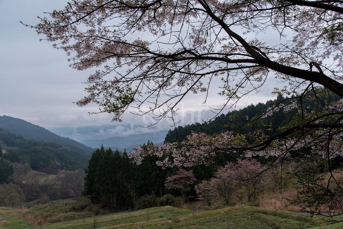 室生湖の桜_c0350572_22344787.jpg