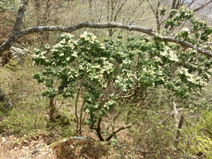 Ｎo464 兵庫篠山市・雨石山はヒカゲツツジ満開_b0185573_1345260.jpg