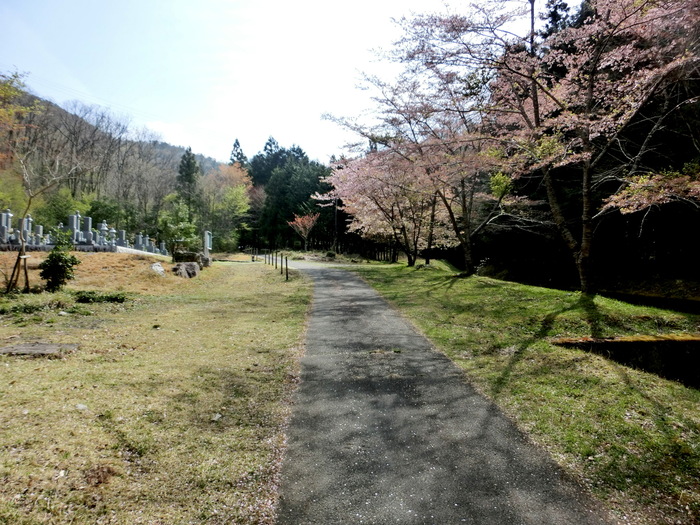 Ｎo464 兵庫篠山市・雨石山はヒカゲツツジ満開_b0185573_7678.jpg