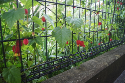 e0181373_21035911.jpg