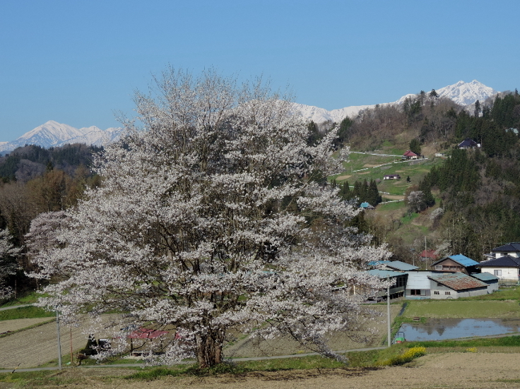 長野そぞろ歩き：通勤桜（その２）_f0049074_05053084.jpg