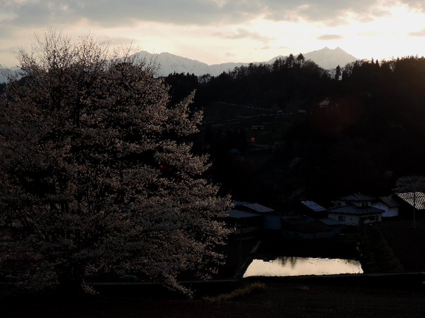 長野そぞろ歩き：通勤桜（その２）_f0049074_05070943.jpg