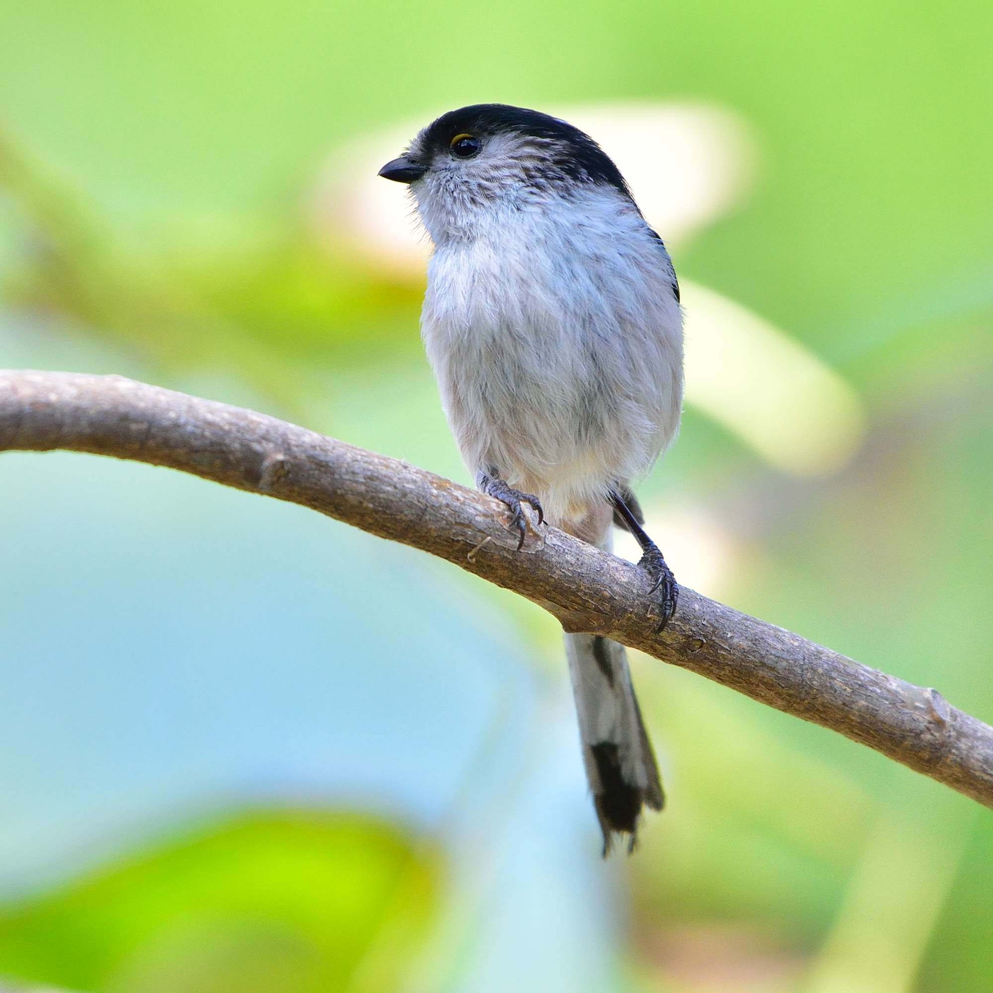 エナガ（柄長）/Long-tailed Tit_f0365975_23385956.jpg