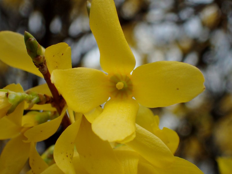 花を探して、チャリンコ写　　０４２６_c0183777_749159.jpg