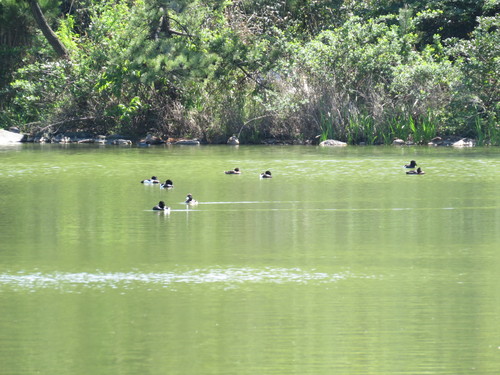 普正寺の森探鳥会_e0178477_11444419.jpg