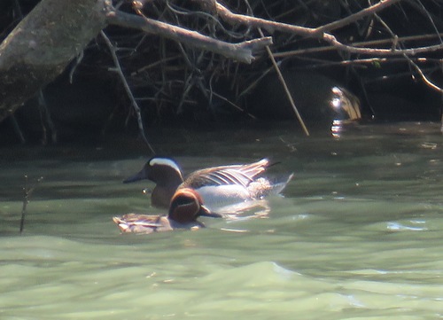 普正寺の森探鳥会_e0178477_1152680.jpg