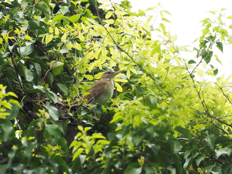 公園で見たウグイスなど_f0372177_14271199.jpg