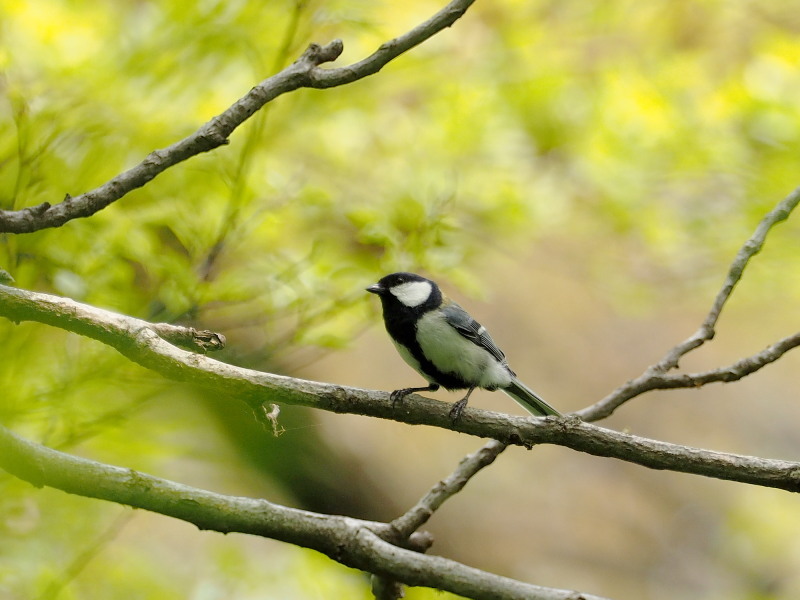 公園で見たウグイスなど_f0372177_14272614.jpg