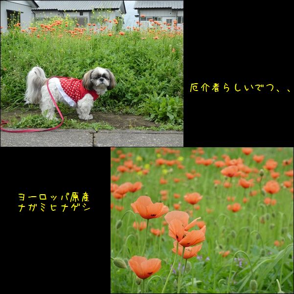 耳が壊死してちぎれた犬 あゆみらなの 耳が壊死してちぎれた犬 あゆみらなの