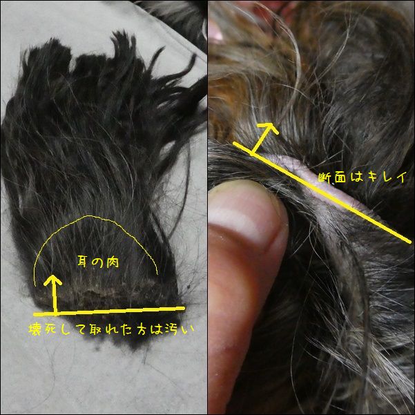 耳が壊死してちぎれた犬 あゆみらなの 耳が壊死してちぎれた犬 あゆみらなの