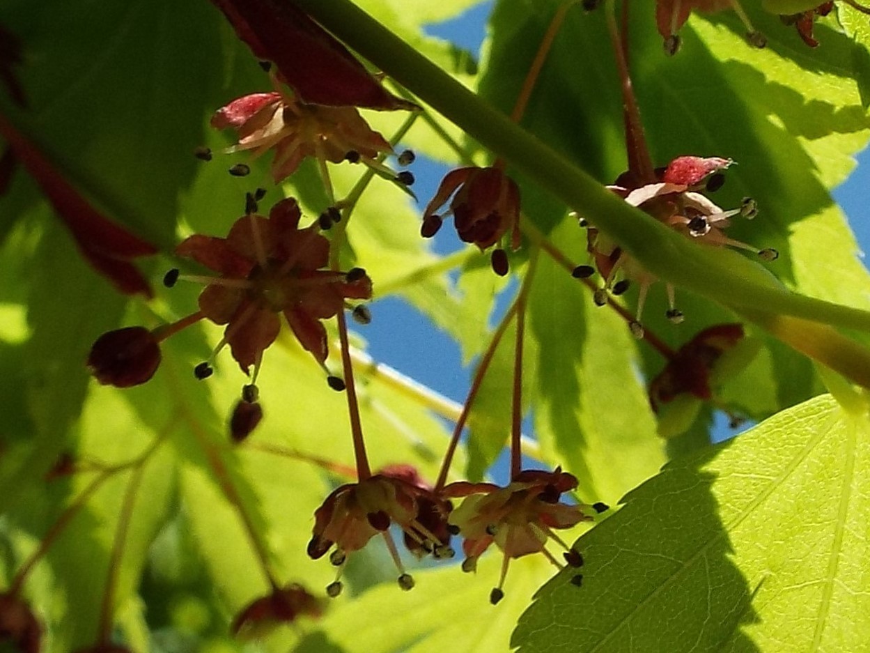 ４月２５日　昭和記念公園見て歩き・その２。_e0145782_16554560.jpg