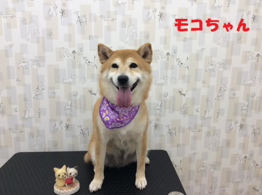 c0315684_15501830.png