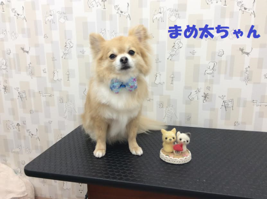 c0315684_15562500.png