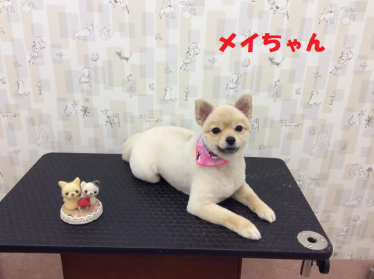 c0315684_15563730.png