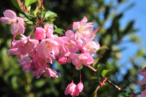 身近な場所に咲く春の花たち_d0248784_18474541.jpg