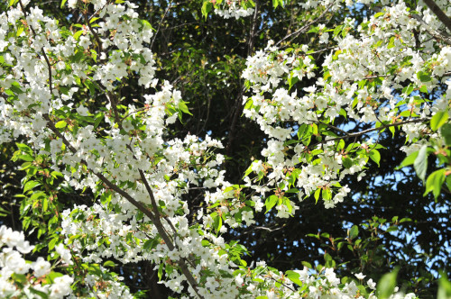 身近な場所に咲く春の花たち_d0248784_18474959.jpg