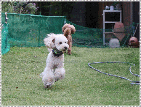 b0175688_21075557.gif