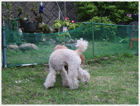 b0175688_21075657.gif