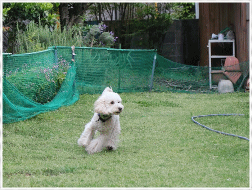 b0175688_21075724.gif