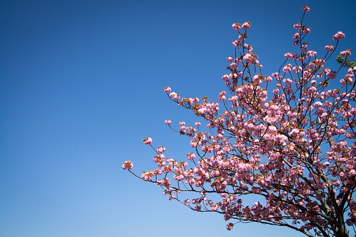 八重桜の咲く公園_d0353489_11495229.jpg