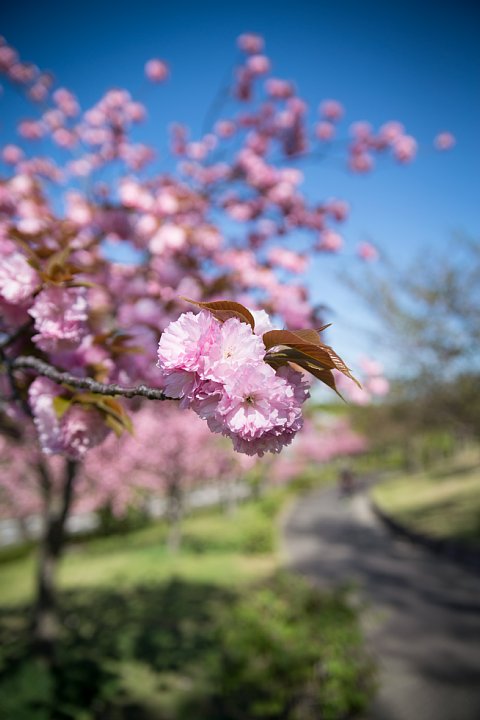 八重桜の咲く公園_d0353489_1150973.jpg