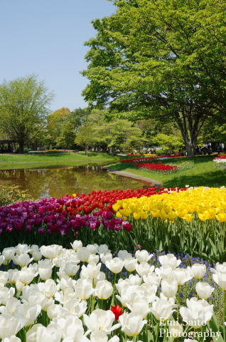 各地の花の名所を訪ねて_f0373595_17353966.jpg