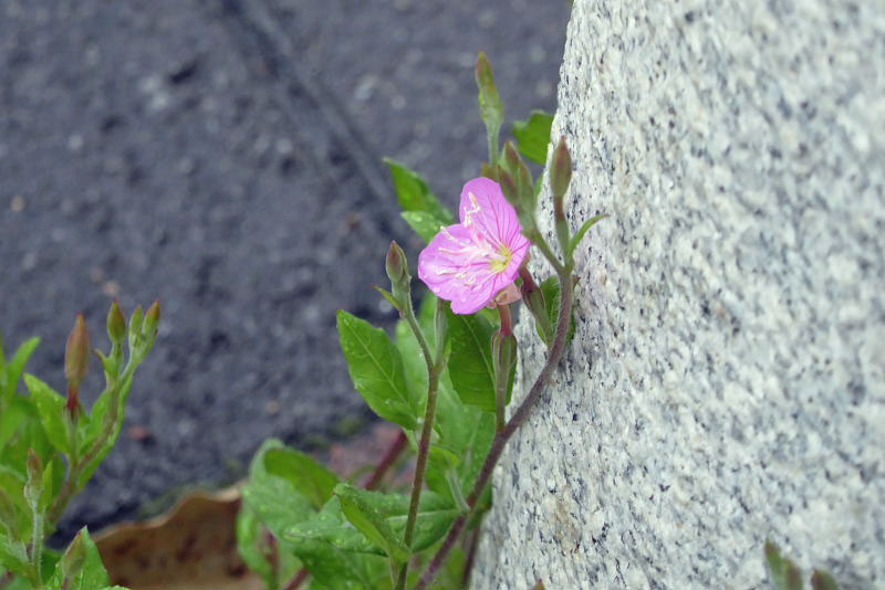 元町の椿･カラー･赤花夕化粧・紫陽花と六アイのメジロ・藤棚_d0261298_5564547.jpg