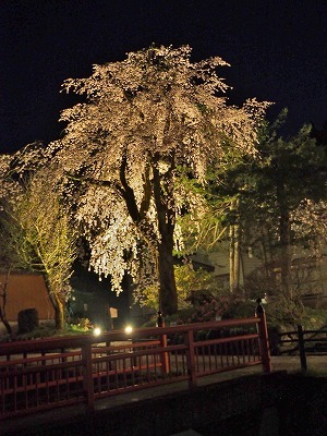 千手院の夜桜!_c0336902_19475018.jpg