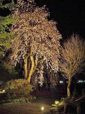 千手院の夜桜！_c0336902_19481502.jpg